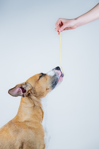 Chien Drôle Appréciant Les Spaghettis Avec Les Yeux Fermés. Donner 