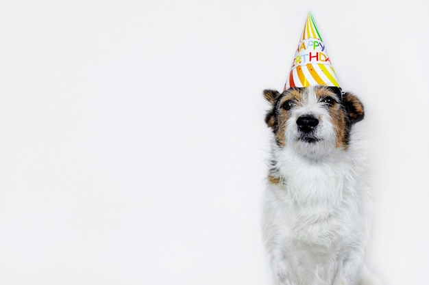 Chien Drole Sur Fond Blanc Dans Une Casquette Joyeux Anniversaire Animal De Compagnie A La Fete Copier L Espace Photo Premium