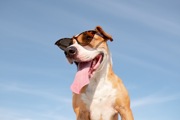 Chien Drole En Portrait De Lunettes De Soleil Photo Premium