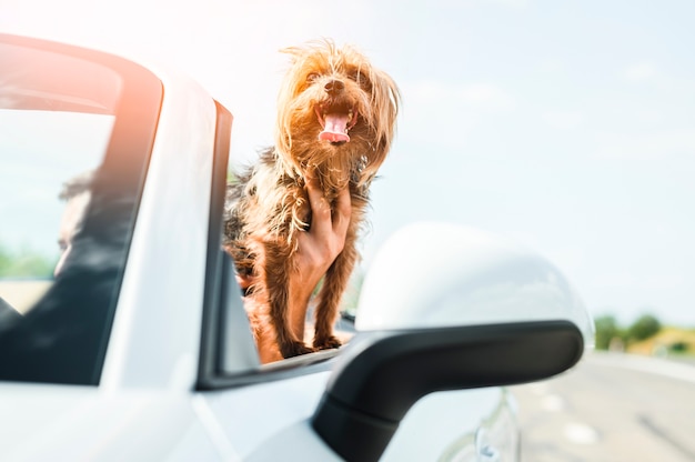 Chien heureux voyager gros plan Photo gratuit