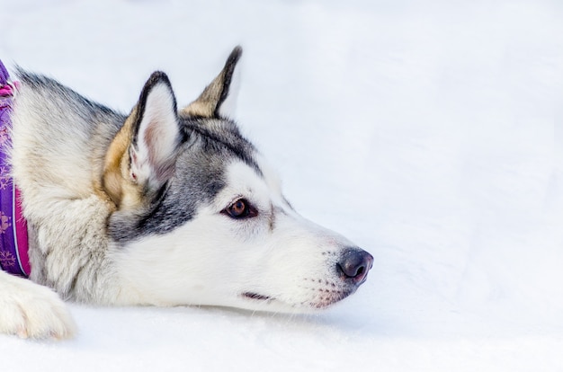 Chien Husky Sibérien Couché Sur La Neige Bouchent Le