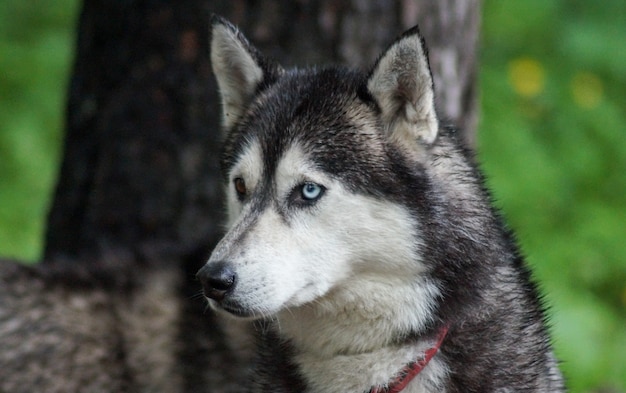 Chien Husky Siberien Couleur Noir Et Blanc Aux Yeux Bleus Et Bruns Photo Premium