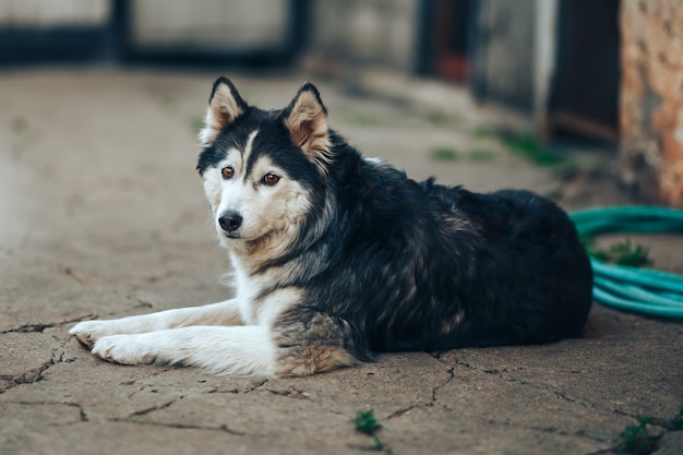 Chien Husky Siberien Noir Et Blanc Avec Des Yeux Marron Couche Sur Un Chantier A La Maison Brouillard Age De 8 Ans Photo Premium