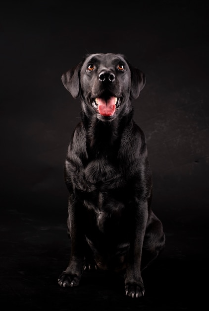 Chien Labrador Noir Assis Avec Sa Langue Télécharger Des