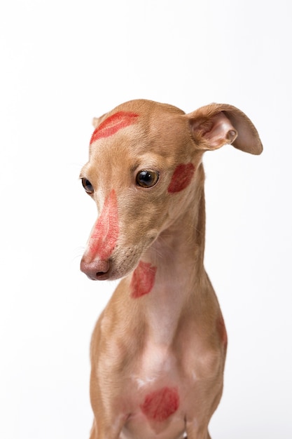 Chien De Levrier Italien Avec Des Levres Rouges Photo Premium