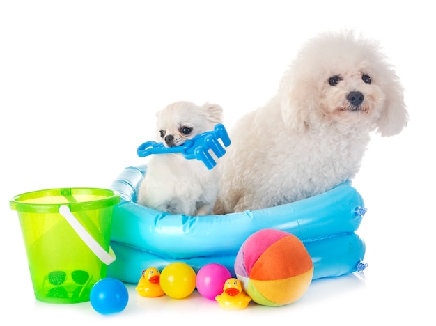 Chien maltais et chihuahua Photo Premium
