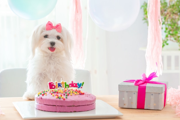 Chien Mignon Avec Un Arc Et Un Gateau D Anniversaire Photo Premium