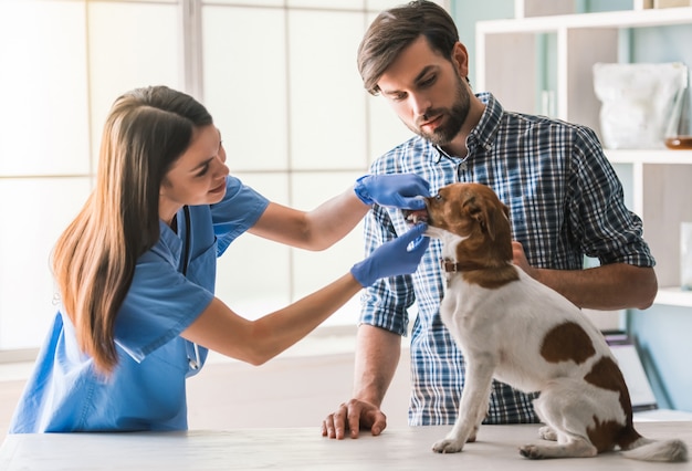 Chien mignon est en cours d'examen par le vétérinaire femme. Photo Premium