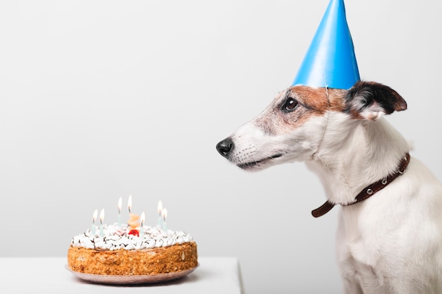 Chien Mignon Avec Un Gateau D Anniversaire Et Des Bougies Photo Premium