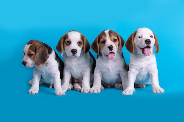 Chien Mignon De Groupe De Chiot Beagle Assis Et Haletant Photo Gratuite