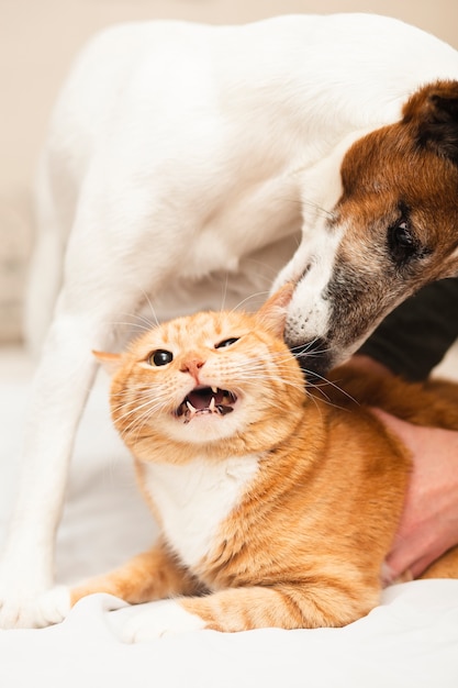 Chien Mignon Jouant Avec Un Ami Chat Photo Premium