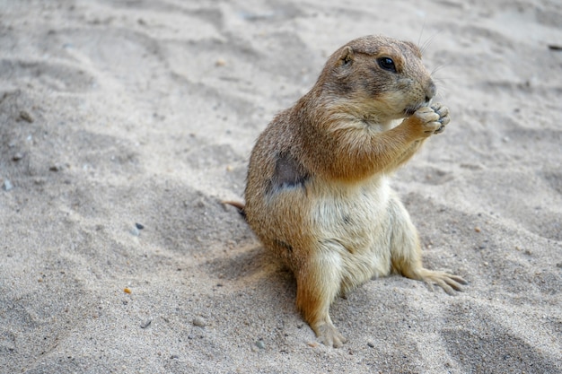 Chien De Prairie Sur Le Sable En Thailande Photo Premium