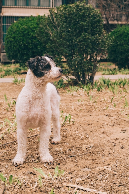 Chien Qui Marche Dans Le Parc  Photo Gratuite