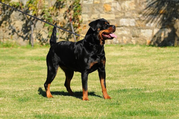 Chien Rottweiler De Race Pure Photo Premium