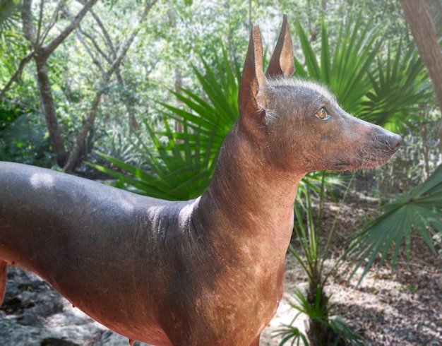 Chien Sans Poil Aztèque Xoloitzcuintli Du Mexique Photo Premium