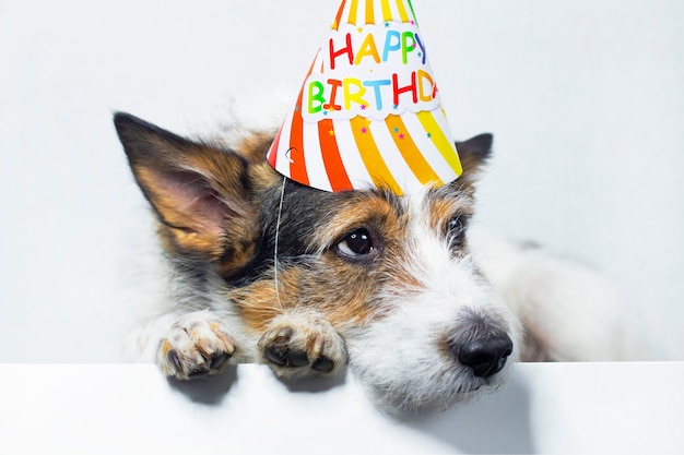 Chien Triste Sur Fond Blanc Dans Une Casquette Joyeux Anniversaire Tristesse Pet A La Fete Copier L Espace Photo Premium