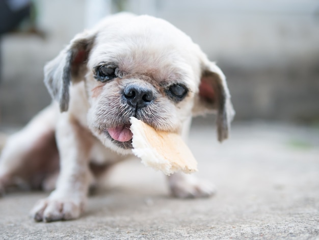 Chien Vieux Et Laid A Belle Mordre Le Pain.  Photo Premium