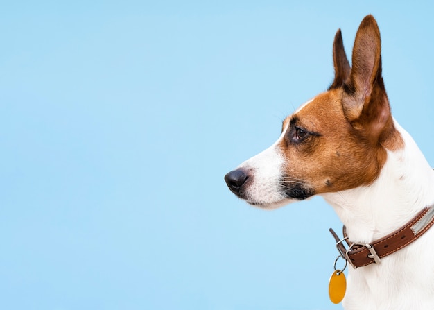 Chien vue de côté avec des oreilles hachées à la recherche de suite Photo gratuit