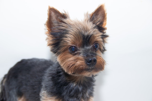 Chien Yorkshire Terrier Sur Blanc Télécharger Des Photos