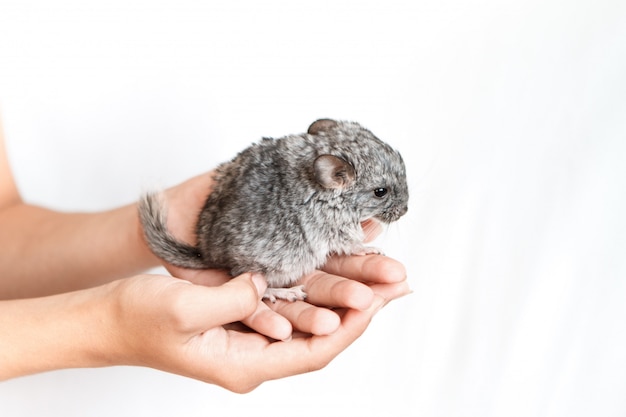 Chinchilla Bebe Bebe Gris Sur Place Sur Fond Blanc Isole Le Concept De L Elevage Photo Premium