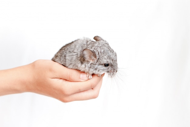 Chinchilla Bebe Bebe Gris Sur Place Sur Fond Blanc Isole Le Concept De L Elevage Photo Premium