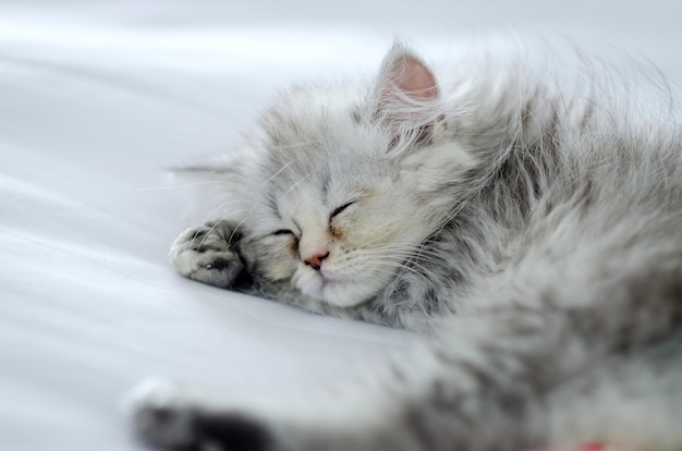 Chinchilla Persan Chat Dormir Sur Le Lit Blanc Photo Premium