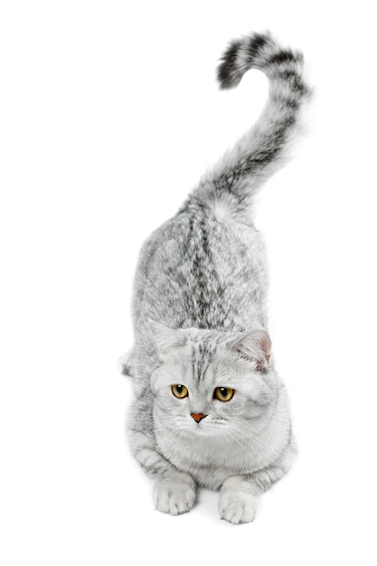 Chinchilla Raye Gris Chat British Shorthair Isole Photo Premium