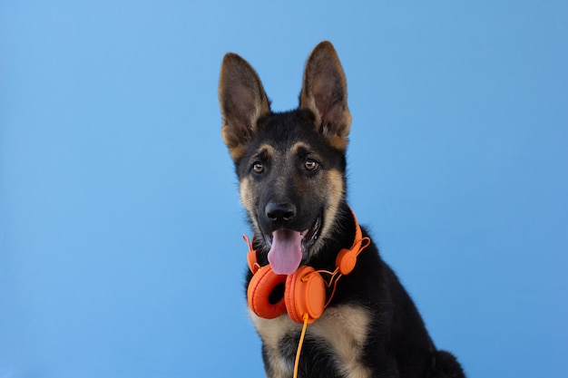 Chiot Berger Allemand Chien Dans Les Ecouteurs Surface Isolee Bleu Clair Photo Premium