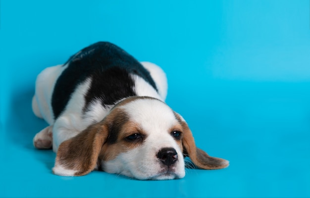 Chiot Chien Beagle Sur Fond Bleu Photo Gratuite