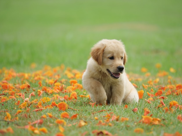 Chiot Chien Golden Retriever Sur Le Parc Télécharger Des