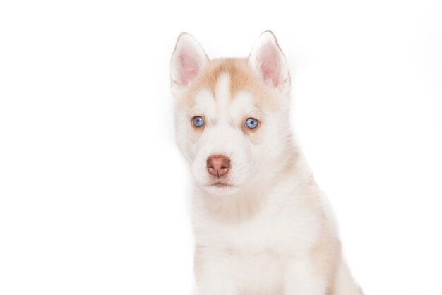 Un Chiot Husky Aux Yeux Bleus Isole Sur Fond Blanc Photo Premium