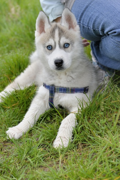 Chiot Husky Mignon Photo Premium