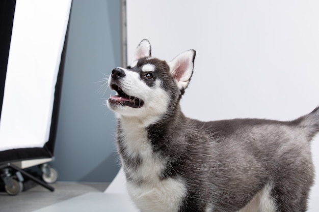 Chiot Husky Siberien 3 Mois En Face De Fond Blanc Husky Siberien Isole Sur Fond Blanc