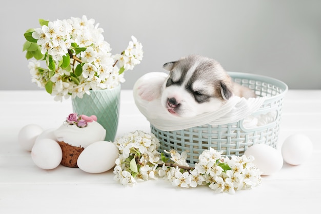 Chiot Husky Siberien Nouveau Ne Elevage De Chiens Husky Chien De Paques Avec Des Branches De Poire En Fleurs Et Des Oeufs Modele De Carte De Voeux De Paques Photo Premium