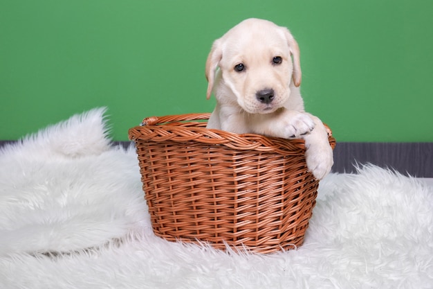 Chiot Labrador Retriever Mignon Dans Un Panier En Osier Sur Un Plaid Moelleux Pres Du Mur De Couleur Photo Premium