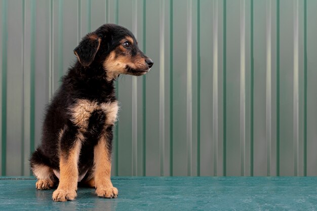 Chiot Mignon Vue Latérale Photo gratuit