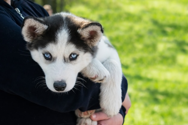 Chiot Siberien Husky Noir Et Blanc Aux Yeux Bleus Photo Premium