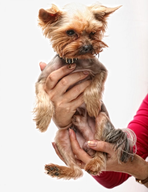 Chiot yorkshire terrier Photo Premium