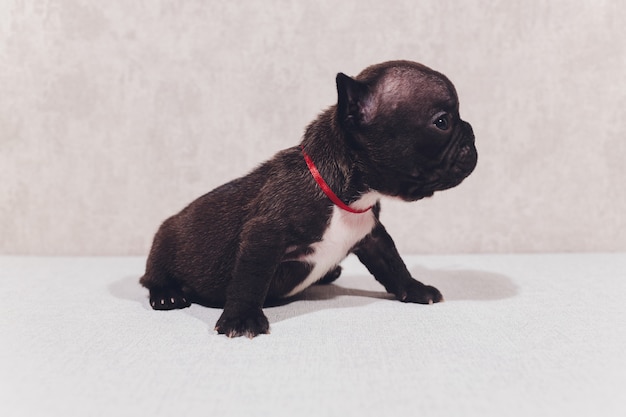 Chiots Bouledogue Francais Bebe Posant Chiot Assis Et Regardant Sur Le Cote Photo Premium