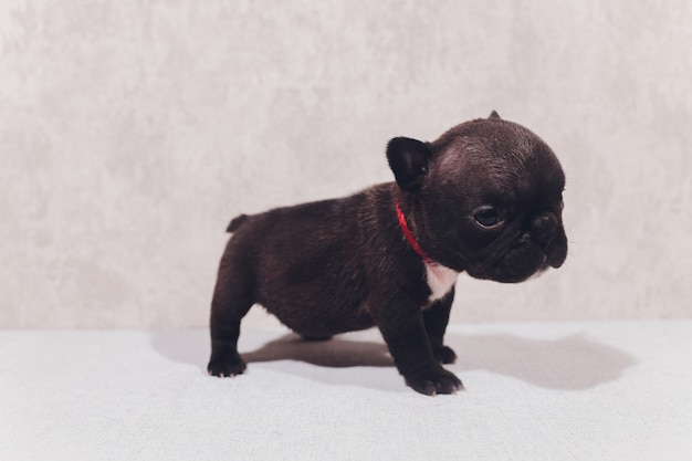 Chiots Bouledogue Francais Bebe Posant Chiot Assis Et Regardant Sur Le Cote Photo Premium