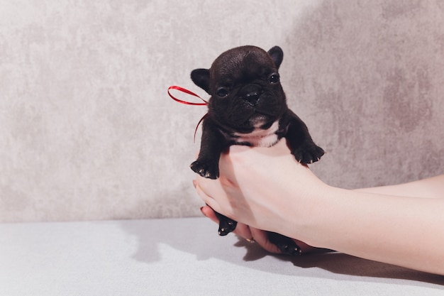 Chiots Bouledogue Francais Bebe Posant Chiot Assis Et Regardant Sur Le Cote Photo Premium