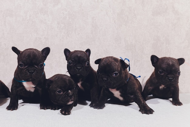 Chiots Bouledogue Francais Bebe Posant Chiot Assis Et Regardant Sur Le Cote Photo Premium