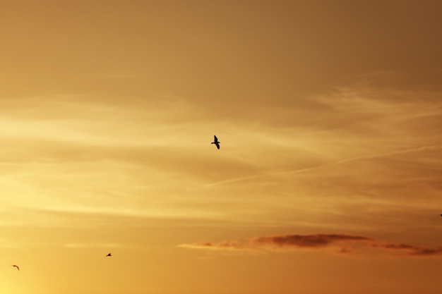 Ciel Avant Le Coucher Du Soleil Oiseaux Dans Le Ciel