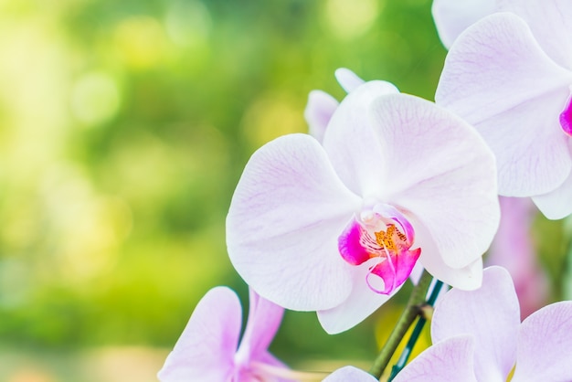 Close Up D Orchidee Blanche Photo Gratuite