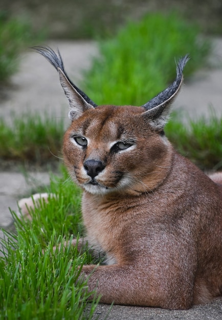 Images Caracal Vecteurs Photos Et Psd Gratuits