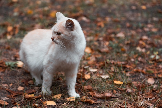 Close Up Portrait De Chaton Drole Mignon Adorable Gingembre Petit Chat Jeune Blanc Avec Des Yeux Fermes Assis Rever De Dormir A L Exterieur Photo Premium