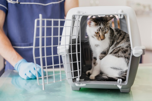 Close Up Vétérinaire Avec Le Chat En Cage Télécharger Des