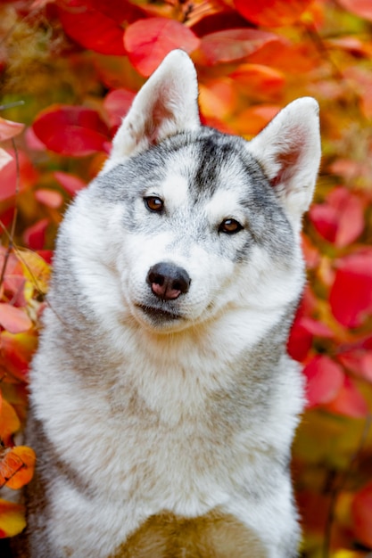 Closeup Portrait D Automne De Chiot Husky Siberien Un Jeune Husky Blanc Gris Un Parc Photo Premium