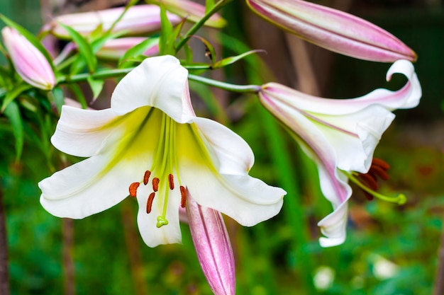 Closeup régale lilium blanc Photo Premium