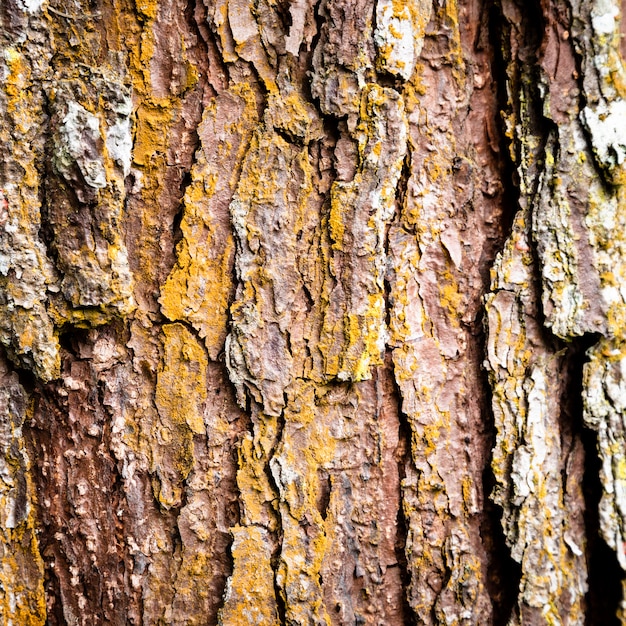 Closeup Texture De Tronc D Arbre Photo Gratuite